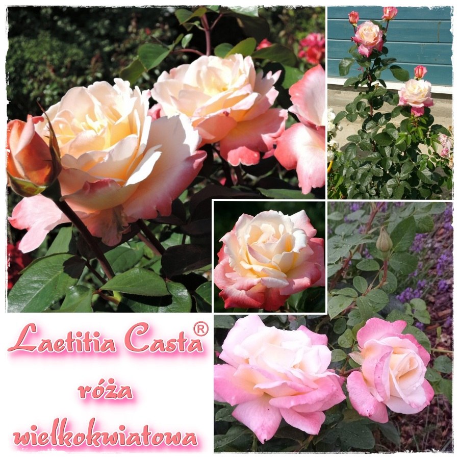 Laetitia Casta róża wielkokwiatowa